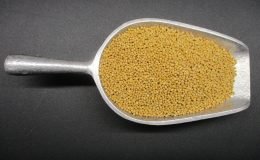 1701 - MUSTARD SEEDS